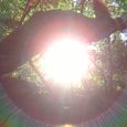 Sunbeams streaming through the leaves at the Chalice Well, England