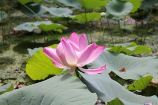 IMG_1918 IMG_1918