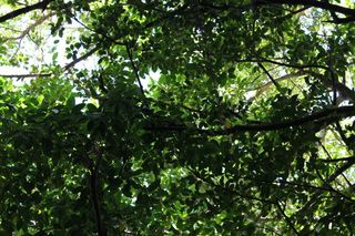 IMG_2599 IMG_2599