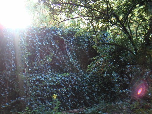 The trees at the Chalice Well singing with angels, England